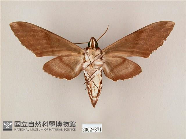 粗斜紋天蛾藏品圖，第2張