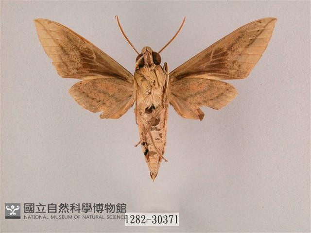 背帶斜紋天蛾藏品圖，第2張