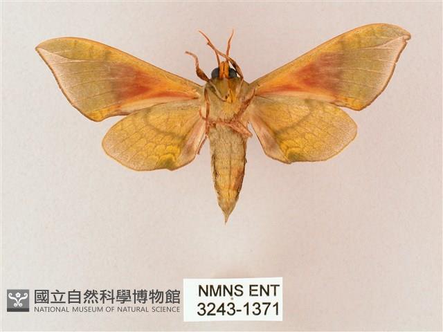 榆綠天蛾藏品圖，第2張