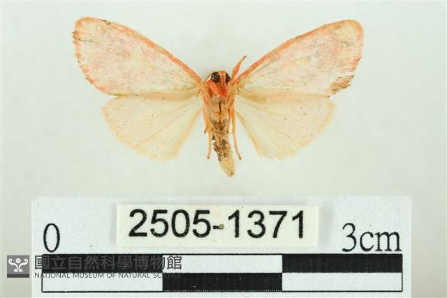 三色豔苔蛾藏品圖，第2張