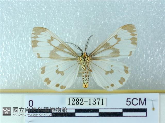 粉蝶燈蛾藏品圖，第2張