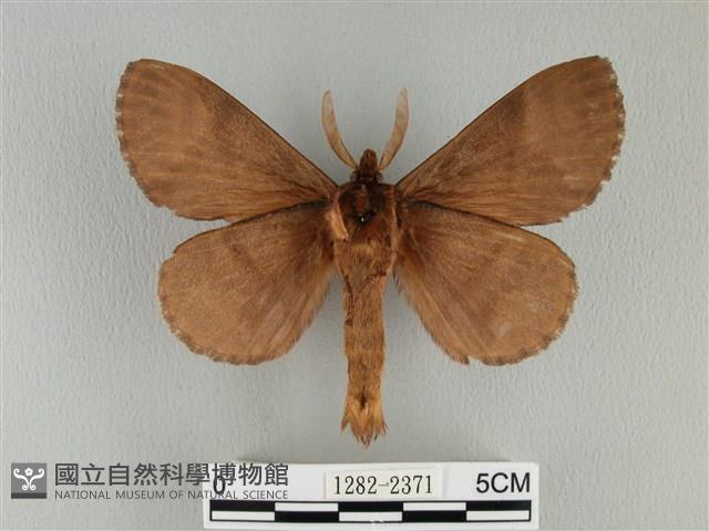 波紋枯葉蛾藏品圖，第2張