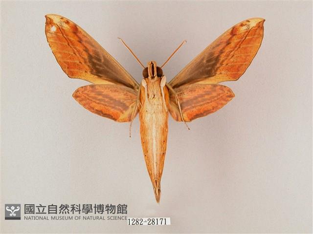 綠背斜紋天蛾藏品圖，第2張