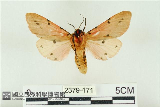 棍棒污燈蛾藏品圖，第2張