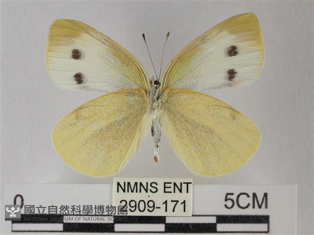 白粉蝶、紋白蝶藏品圖，第2張