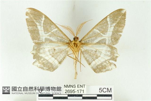 樹形尺蛾藏品圖，第2張