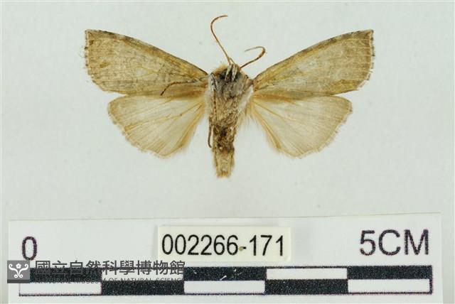 帶波紋蛾藏品圖，第2張