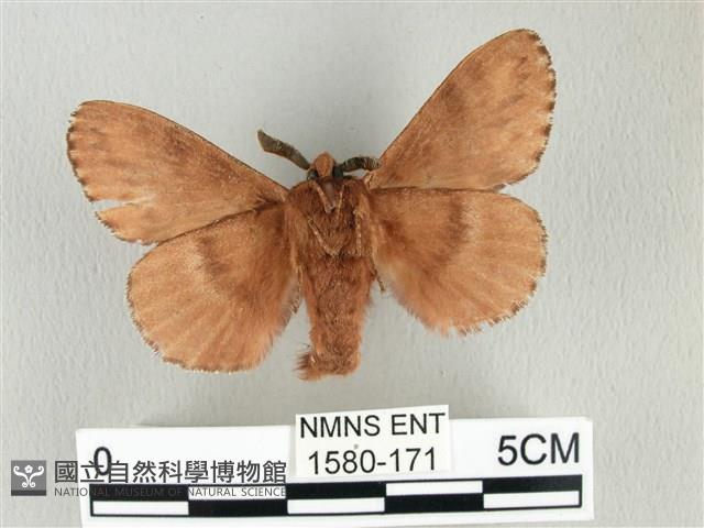 臺灣鋸紋枯葉蛾藏品圖，第2張