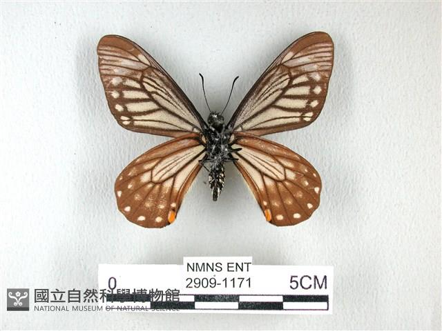 黃星斑鳳蝶藏品圖，第2張