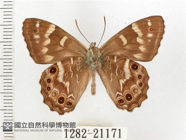 玉山幽眼蝶藏品圖，第2張