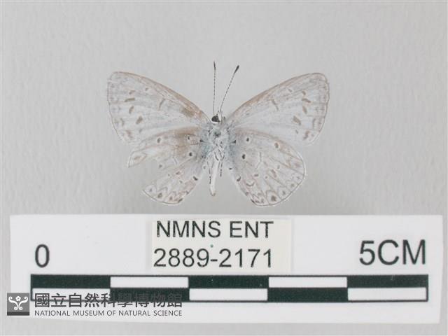 靛色琉灰蝶藏品圖，第2張