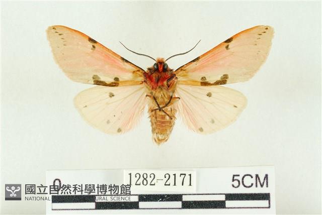 棍棒污燈蛾藏品圖，第2張