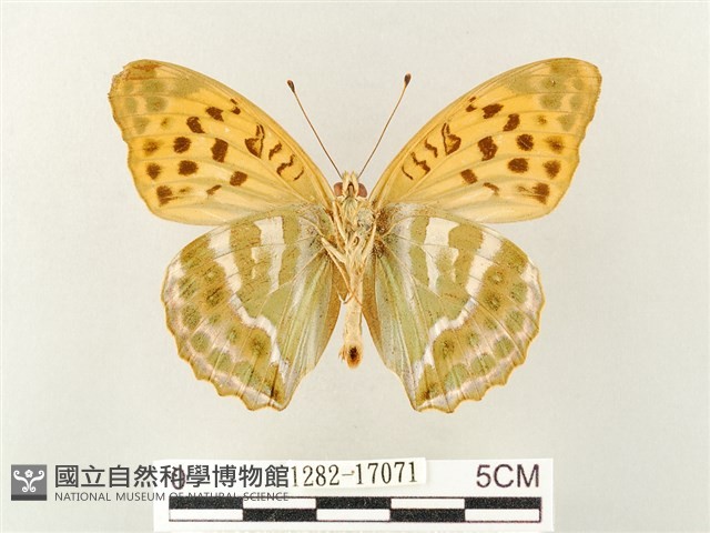 綠豹蛺蝶藏品圖，第2張