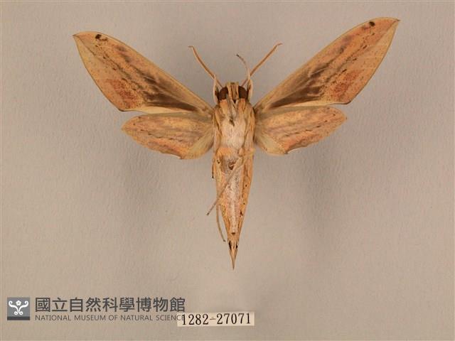 棕綠背線天蛾藏品圖，第2張