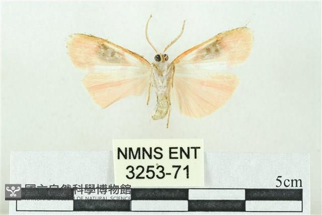 臺雪苔蛾藏品圖，第2張