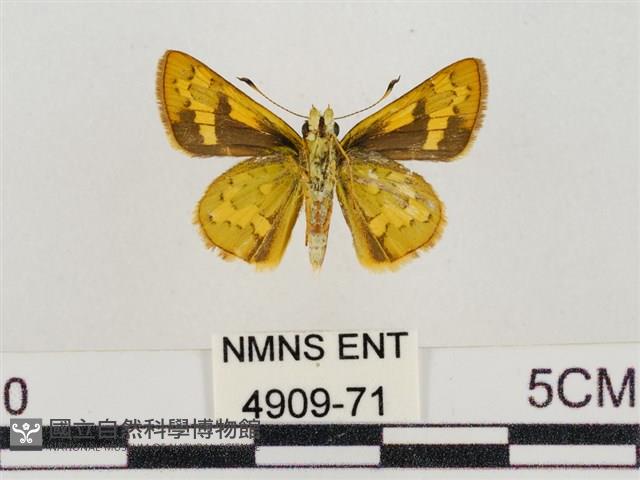 淡黃斑弄蝶藏品圖，第2張