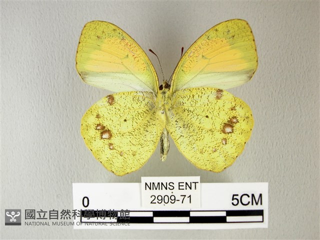 異粉蝶、雌白黃蝶藏品圖，第2張