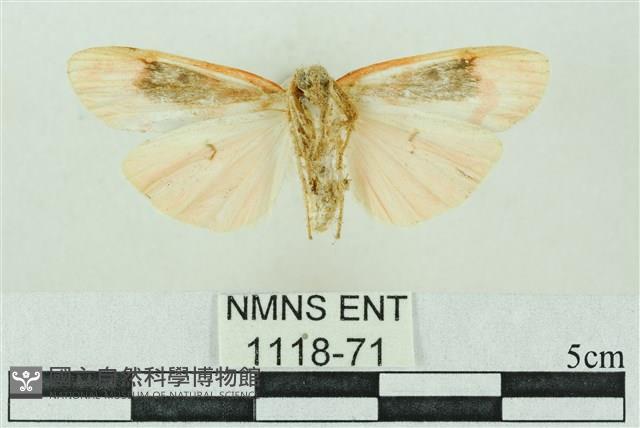 臺雪苔蛾藏品圖，第2張