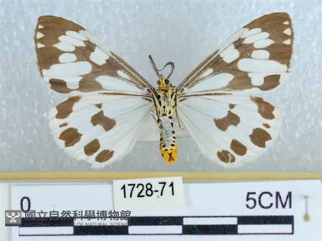 粉蝶燈蛾藏品圖，第2張