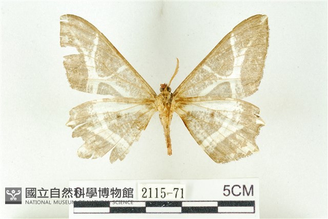 樹形尺蛾藏品圖，第2張