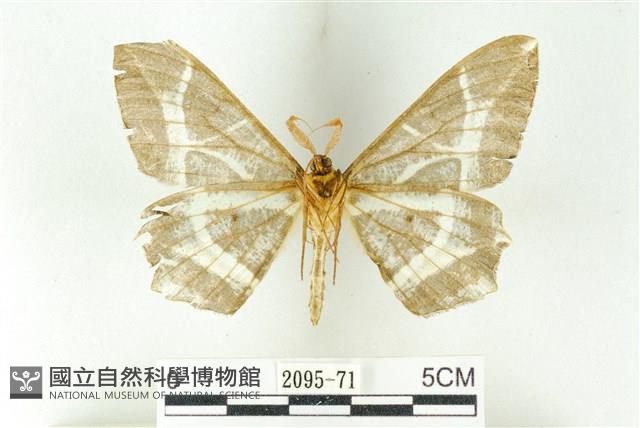 樹形尺蛾藏品圖，第2張