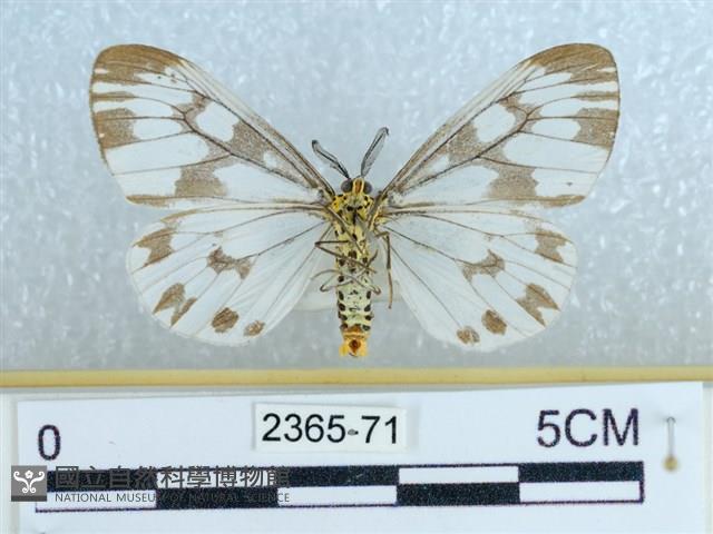 粉蝶燈蛾藏品圖，第2張