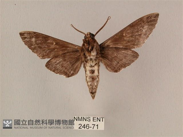 白星天蛾藏品圖，第2張