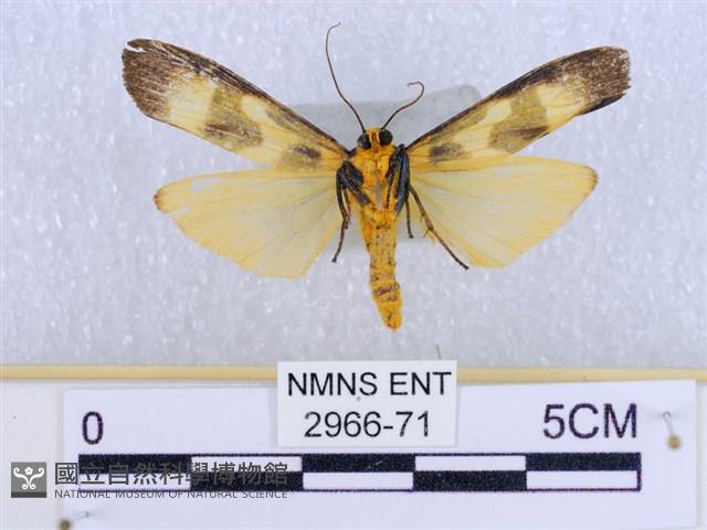 閃光苔蛾藏品圖，第2張