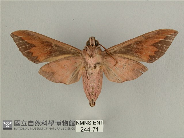 背中白天蛾藏品圖，第2張
