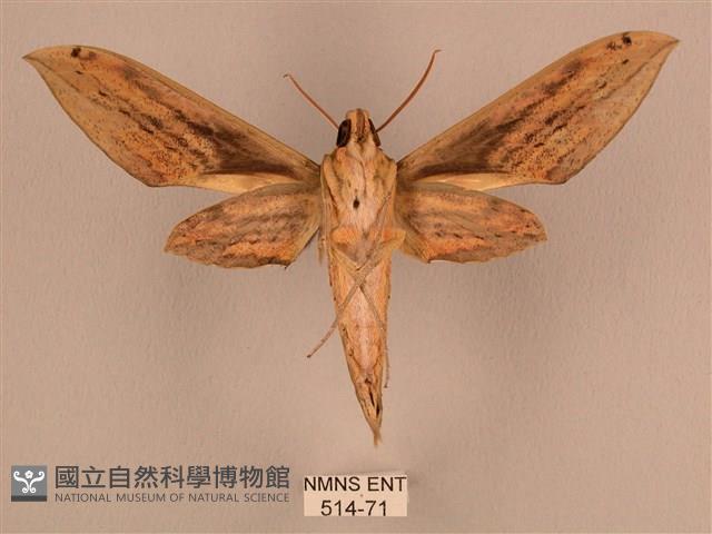 棕綠背線天蛾藏品圖，第2張