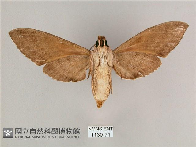 細斜紋霜天蛾藏品圖，第2張