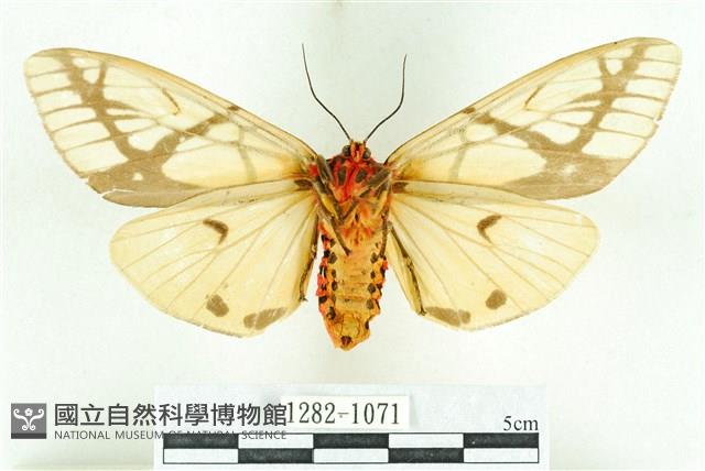 乳白斑燈蛾藏品圖，第2張