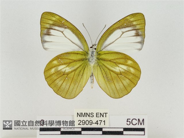 淡褐脈粉蝶藏品圖，第2張