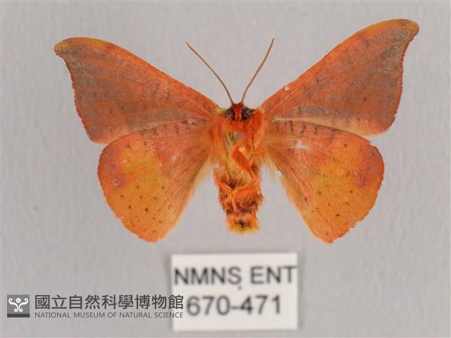 銀端帶鉤蛾藏品圖，第2張