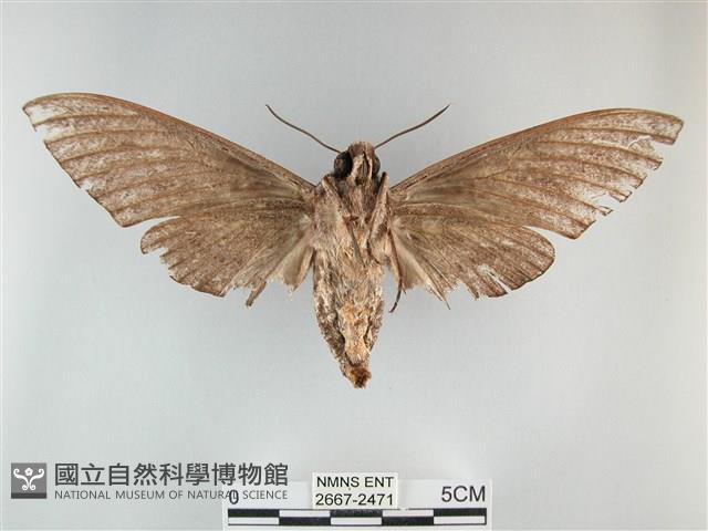 霜天蛾藏品圖，第2張