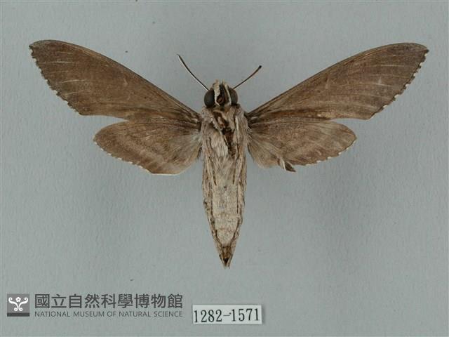 蝦殼天蛾藏品圖，第2張