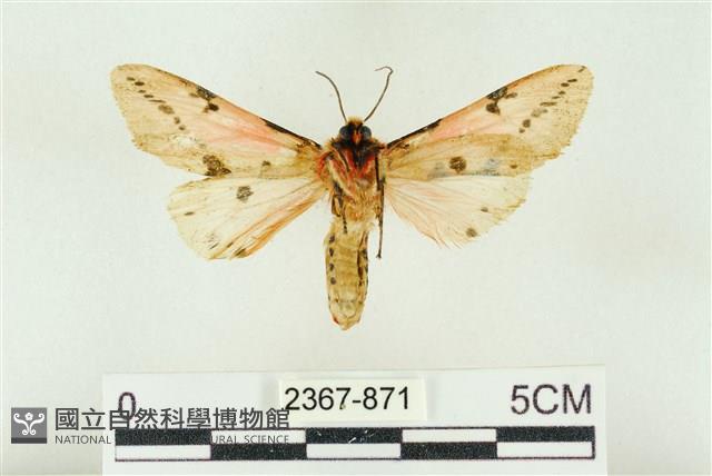 棍棒污燈蛾藏品圖，第2張