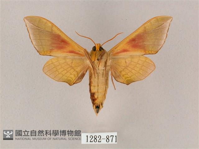 榆綠天蛾藏品圖，第2張