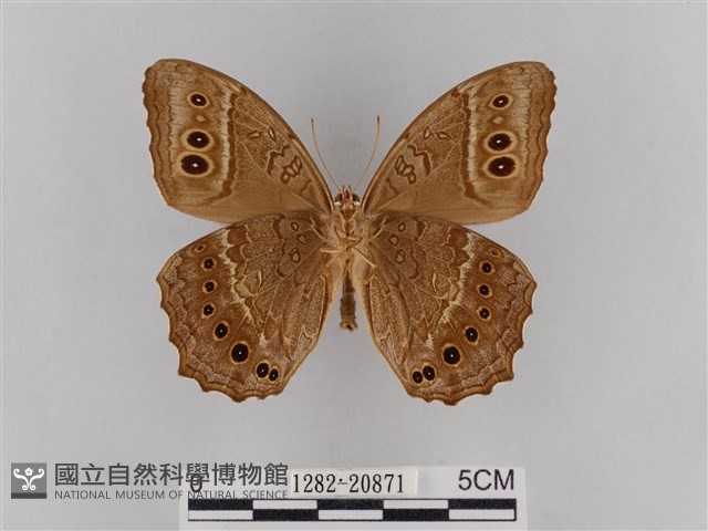 褐翅蔭眼蝶藏品圖，第2張