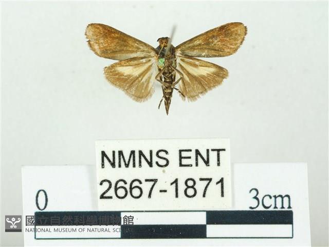 叉紋閃舞蛾藏品圖，第2張