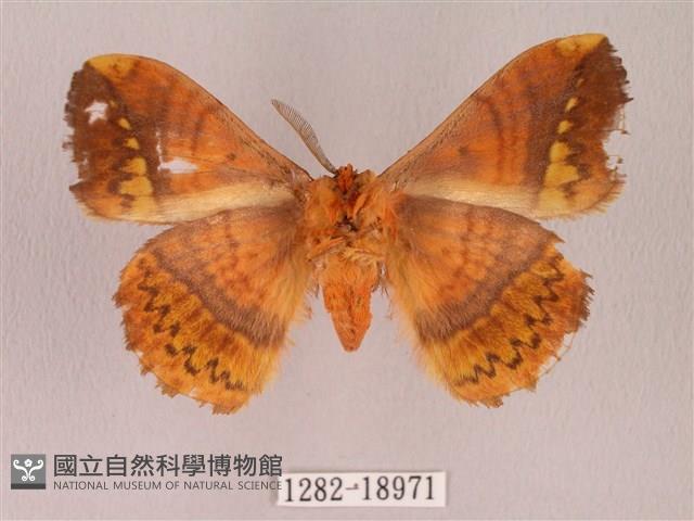 阿里山絨帶蛾藏品圖，第2張