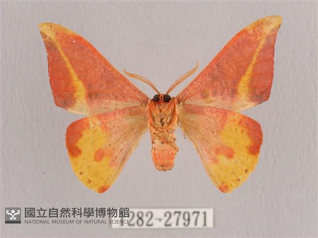 鉛斑帶鉤蛾藏品圖，第2張