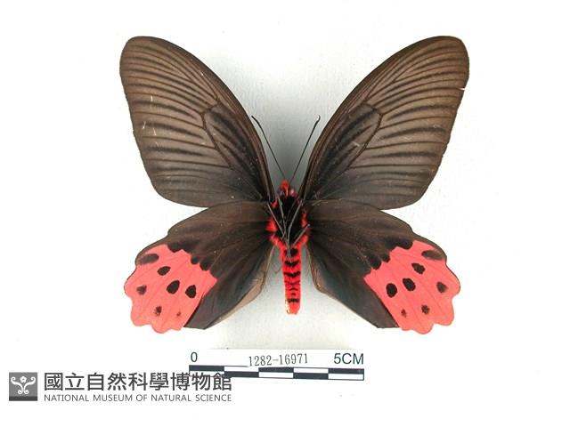 曙鳳蝶藏品圖，第2張