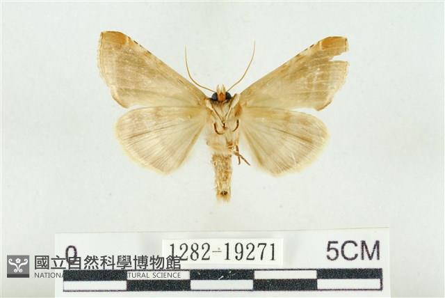 印華波紋蛾藏品圖，第2張