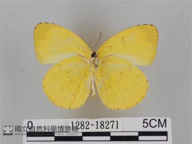 亮色黃蝶藏品圖，第2張