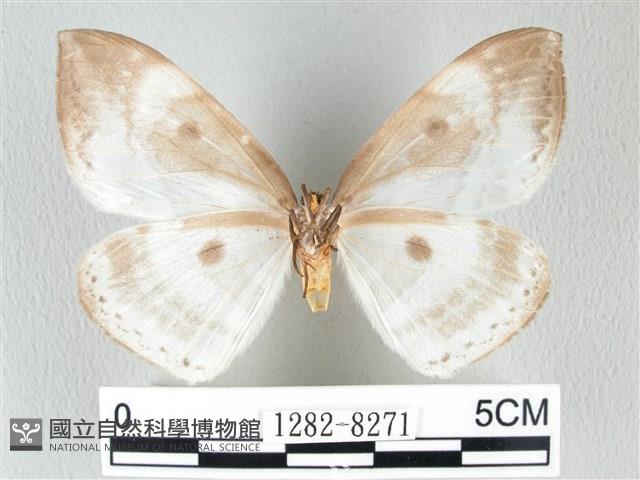 圓翅大鉤蛾藏品圖，第2張