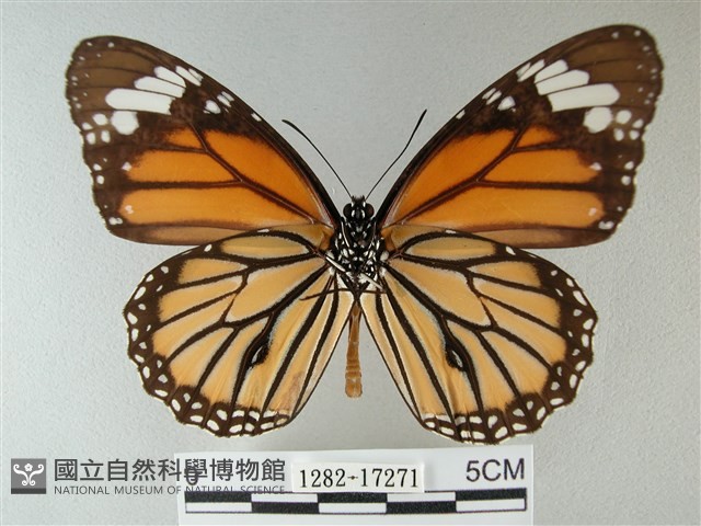 黑脈樺斑蝶藏品圖，第2張