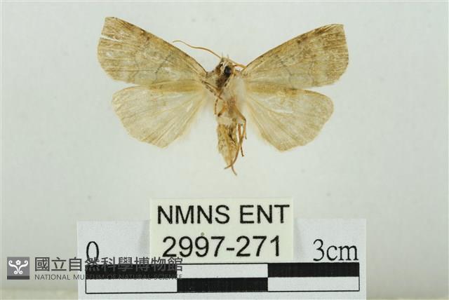 遠藤氏波紋蛾藏品圖，第2張