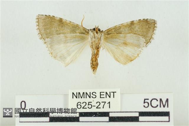 臺灣銀斑異波紋蛾藏品圖，第2張