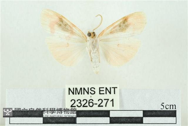 臺雪苔蛾藏品圖，第2張